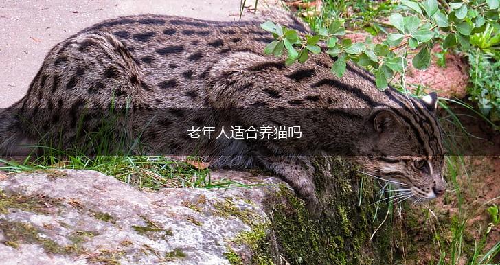 老年人适合养猫吗,第1张