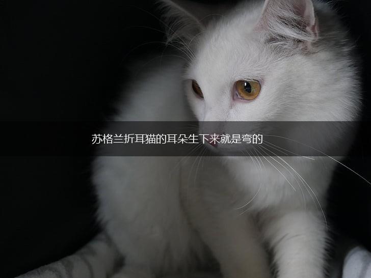 苏格兰折耳猫的耳朵生下来就是弯的,第1张