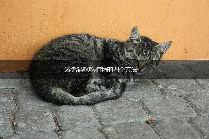 避免猫咪吃植物的四个方法,第1张