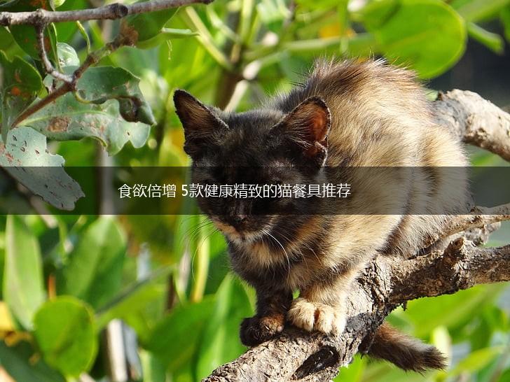 食欲倍增 5款健康精致的猫餐具推荐,第1张