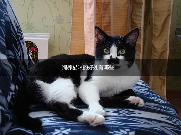 饲养猫咪的好处有哪些,第1张