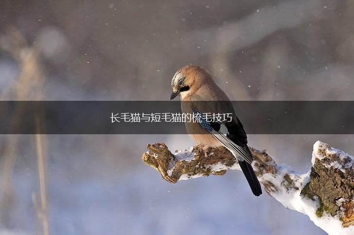长毛猫与短毛猫的梳毛技巧,第1张