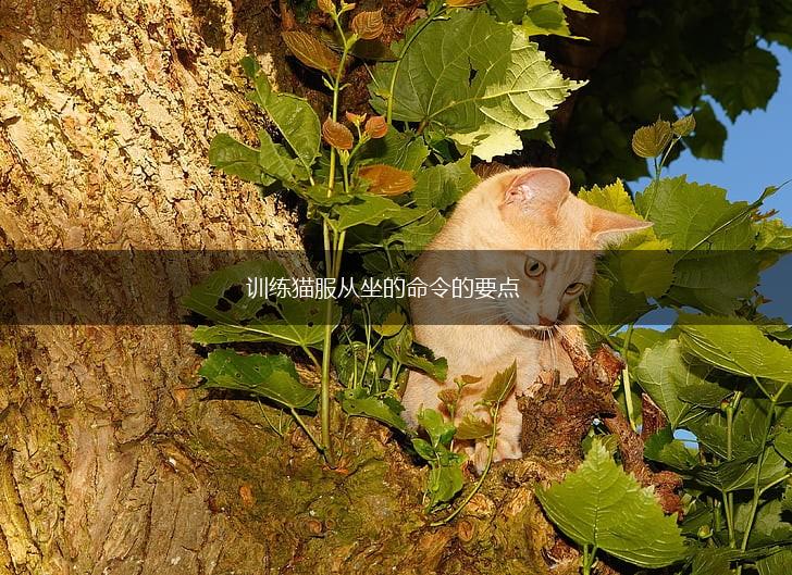训练猫服从坐的命令的要点,第1张