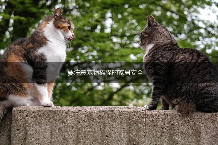 要注意宠物猫猫的家居安全,第1张 要注意宠物猫猫的家居安全,第1张