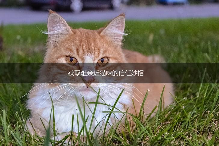 获取难亲近猫咪的信任妙招,第1张