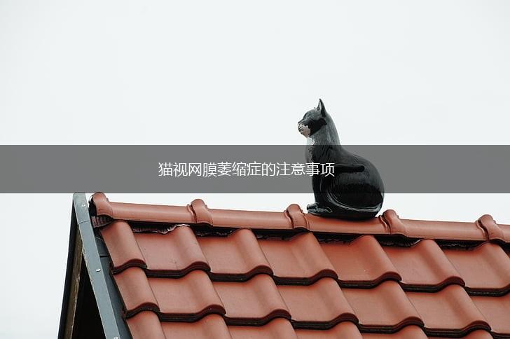 猫视网膜萎缩症的注意事项,第1张