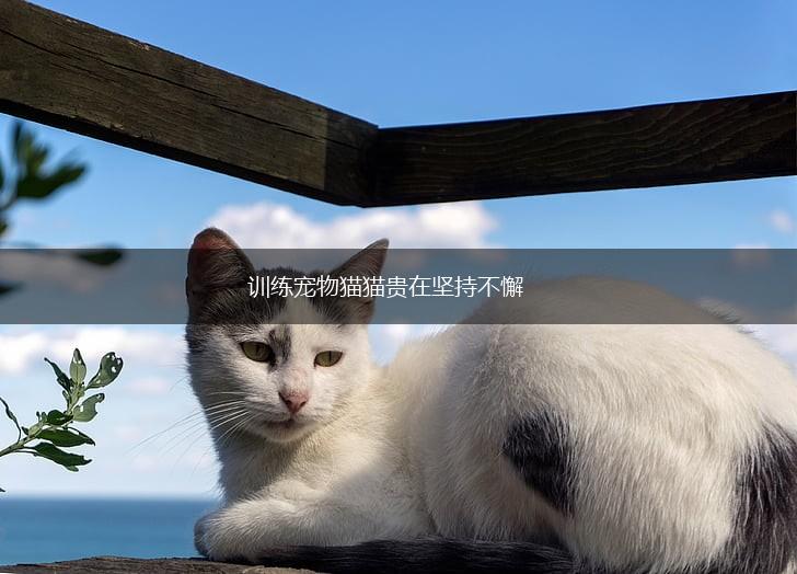 训练宠物猫猫贵在坚持不懈,第1张