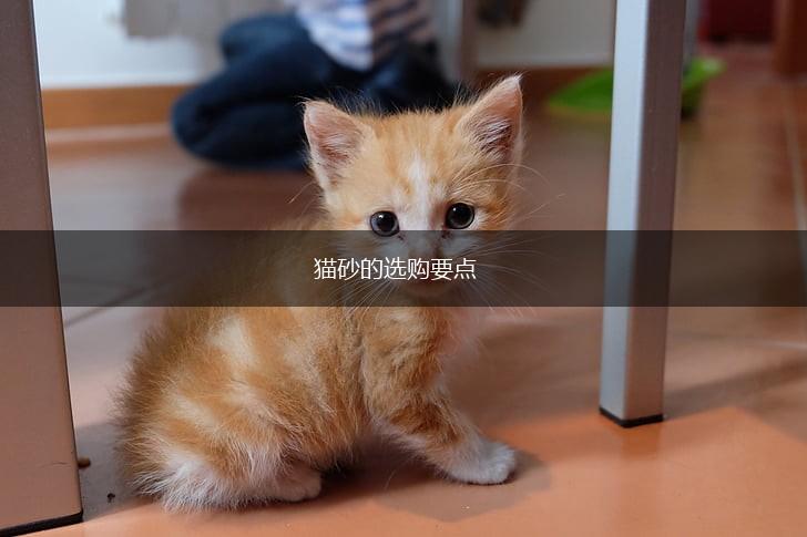 猫砂的选购要点,第1张