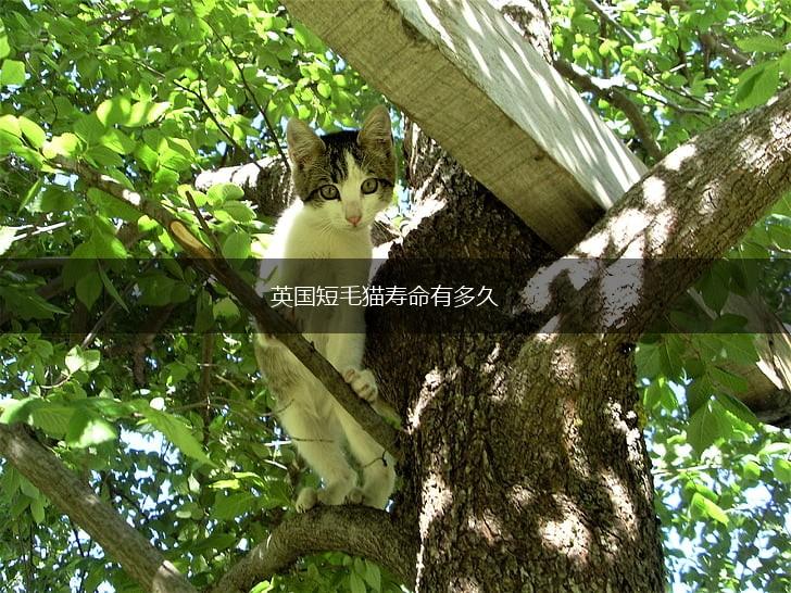 英国短毛猫寿命有多久,第1张