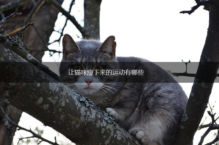 让猫咪瘦下来的运动有哪些,第1张