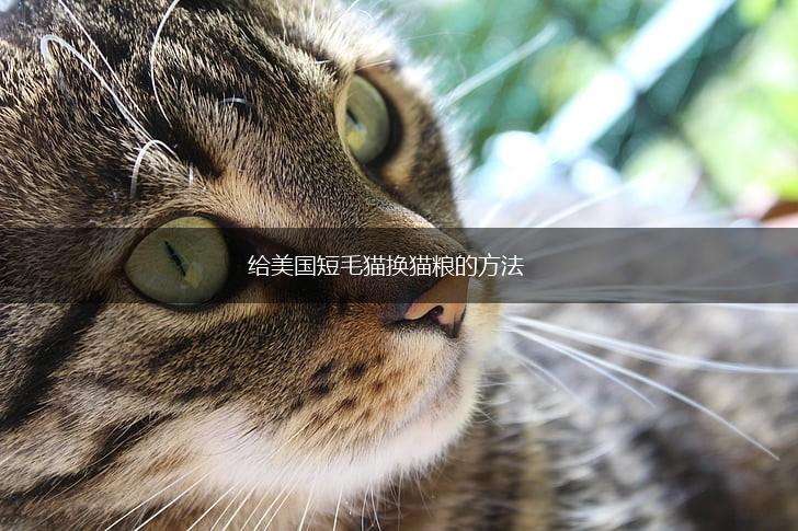 给美国短毛猫换猫粮的方法,第1张