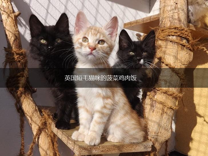 英国短毛猫咪的菠菜鸡肉饭,第1张