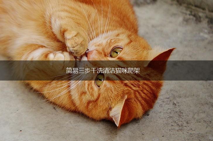 简易三步干洗清洁猫咪爬架,第1张