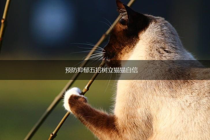 预防抑郁五招树立猫猫自信,第1张