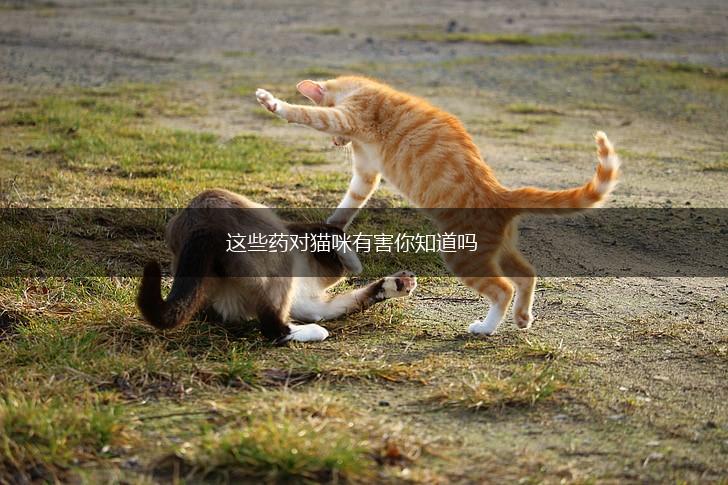 这些药对猫咪有害你知道吗,第1张