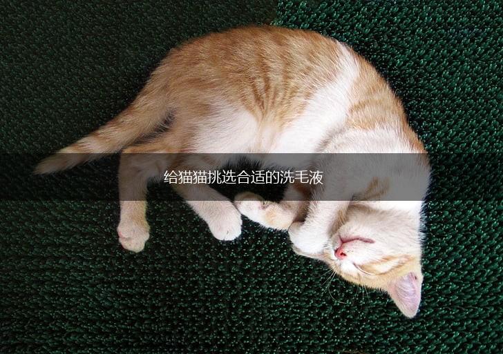 给猫猫挑选合适的洗毛液,第1张 给猫猫挑选合适的洗毛液,第1张