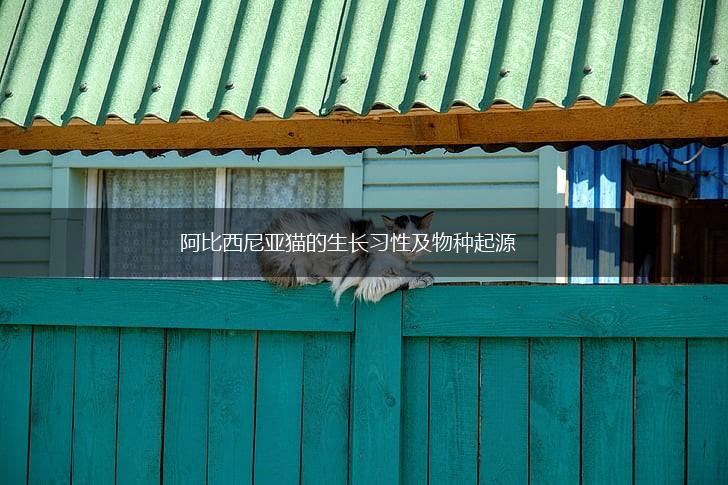 阿比西尼亚猫的生长习性及物种起源,第1张