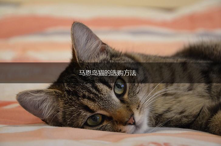 马恩岛猫的选购方法,第1张
