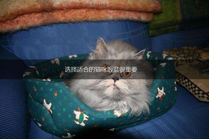 选择适合的猫咪饭盆很重要,第1张