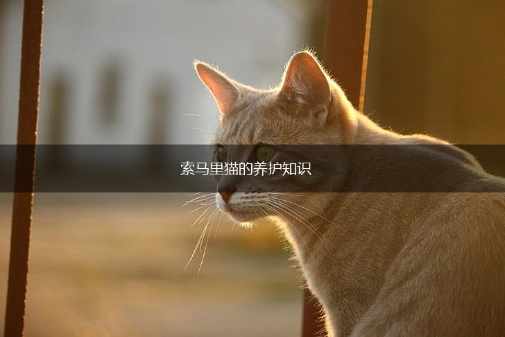 索马里猫的养护知识,第1张 索马里猫的养护知识,第1张