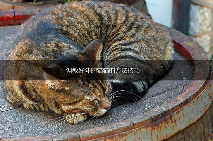 调教好斗的猫猫的方法技巧,第1张