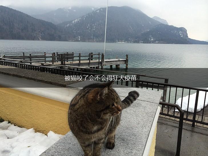 被猫咬了会不会得狂犬疫苗,第1张