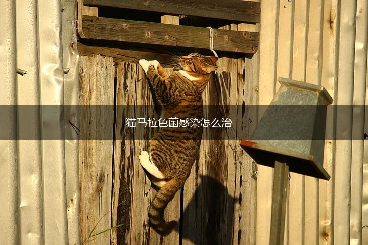 猫马拉色菌感染怎么治,第1张 猫马拉色菌感染怎么治,第1张