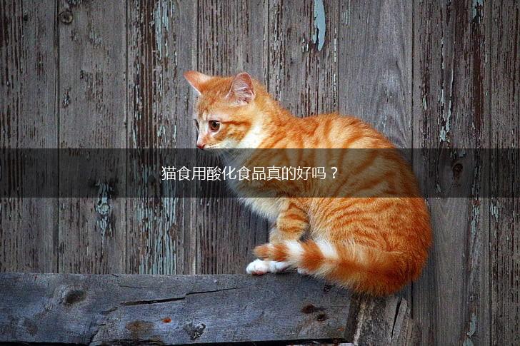 猫食用酸化食品真的好吗?,第1张 猫食用酸化食品真的好吗?,第1张