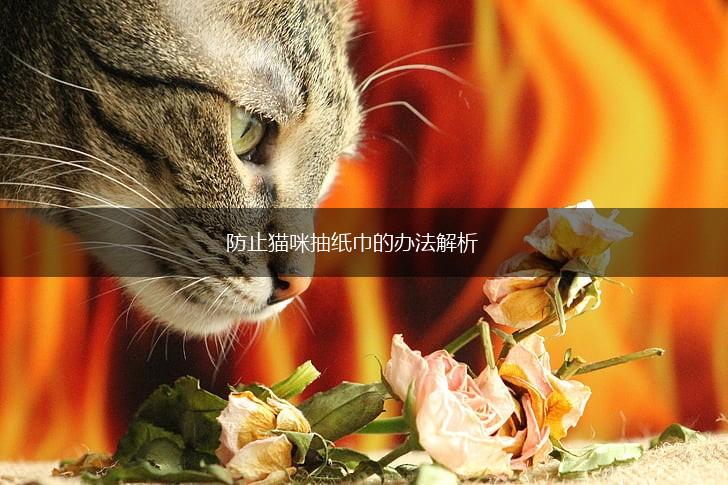 防止猫咪抽纸巾的办法解析,第1张