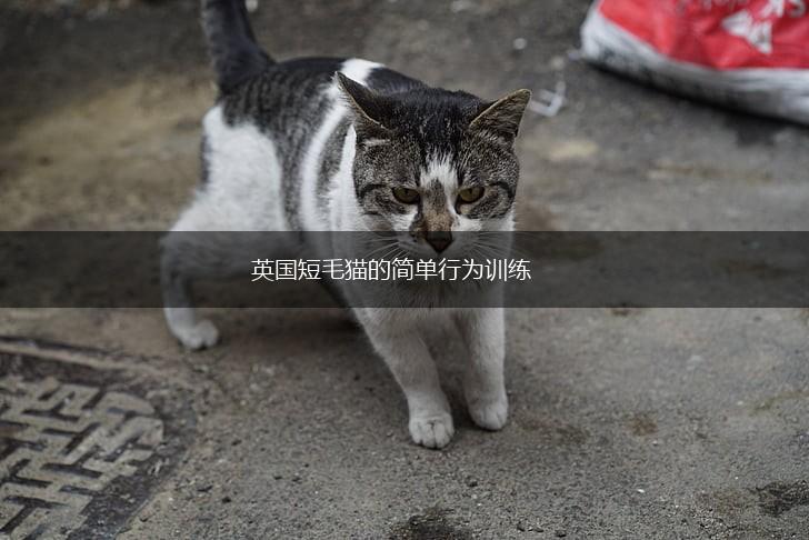 英国短毛猫的简单行为训练,第1张