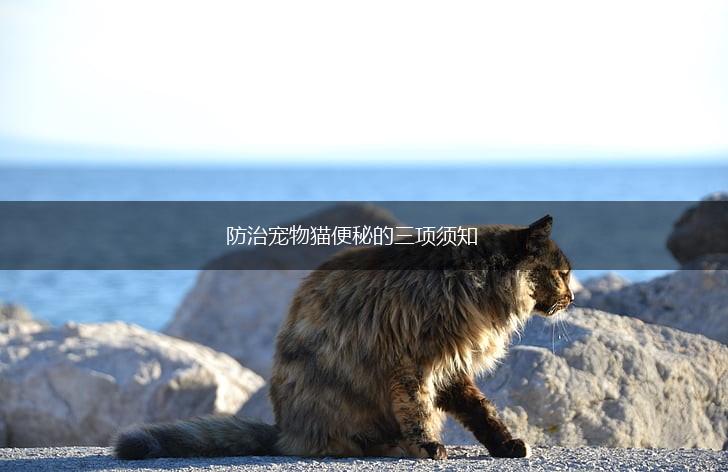 防治宠物猫便秘的三项须知,第1张