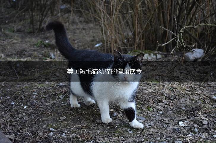 美国短毛猫幼猫的健康饮食,第1张