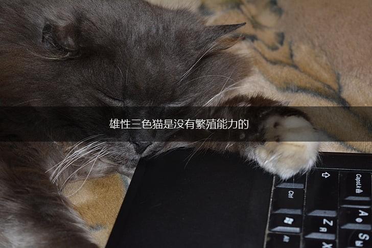 雄性三色猫是没有繁殖能力的,第1张