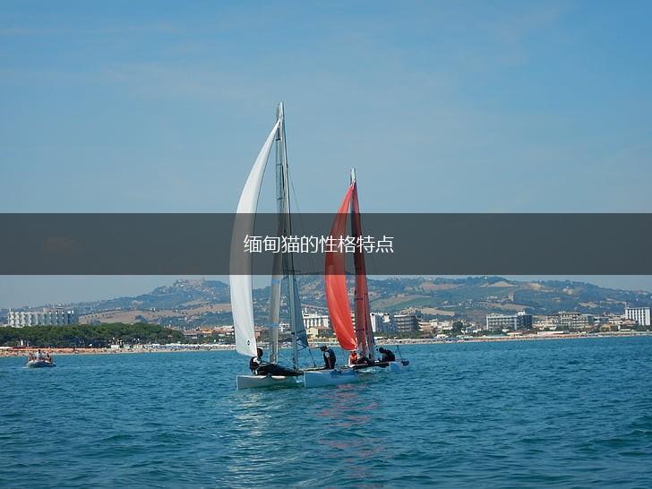 缅甸猫的性格特点,第1张 缅甸猫的性格特点,第1张