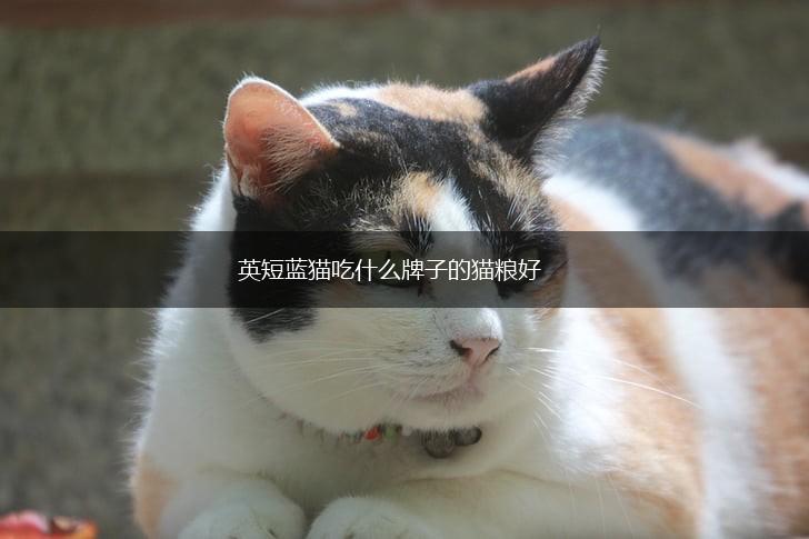 英短蓝猫吃什么牌子的猫粮好,第1张