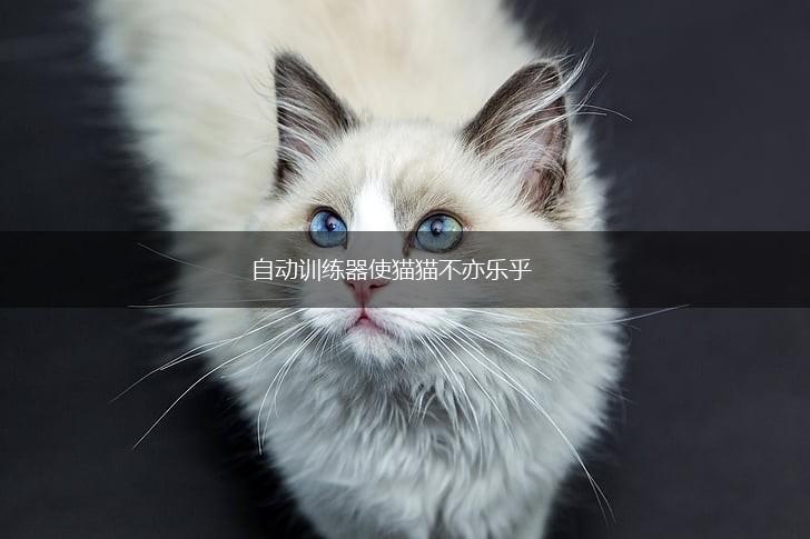 自动训练器使猫猫不亦乐乎,第1张