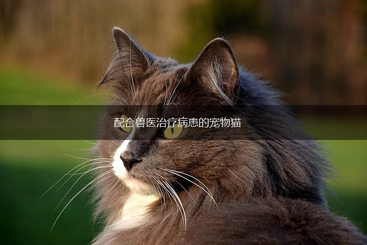 配合兽医治疗病患的宠物猫,第1张