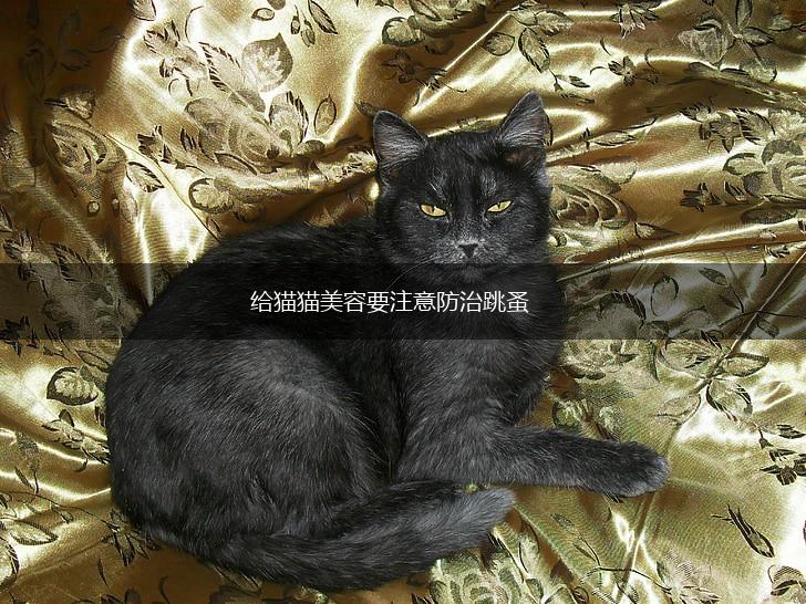 给猫猫美容要注意防治跳蚤,第1张