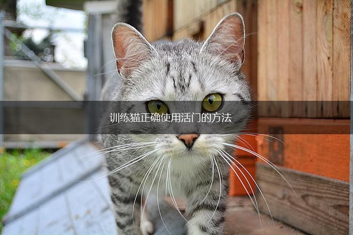 训练猫正确使用活门的方法,第1张