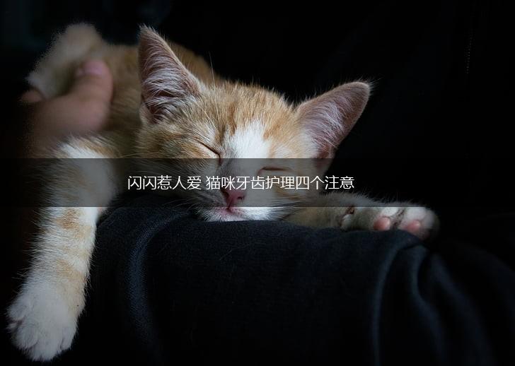 闪闪惹人爱 猫咪牙齿护理四个注意,第1张