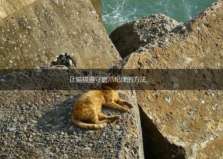让猫猫遵守磨爪纪律的方法,第1张