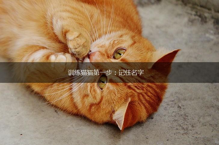 训练猫猫第一步：记住名字,第1张