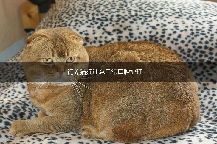 饲养猫须注意日常口腔护理,第1张