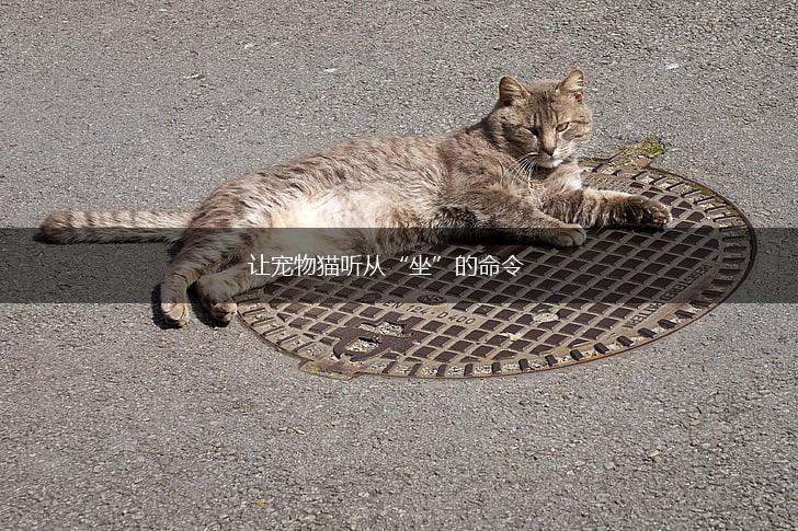 让宠物猫听从“坐”的命令,第1张 让宠物猫听从“坐”的命令,第1张