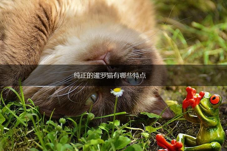 纯正的暹罗猫有哪些特点,第1张 纯正的暹罗猫有哪些特点,第1张