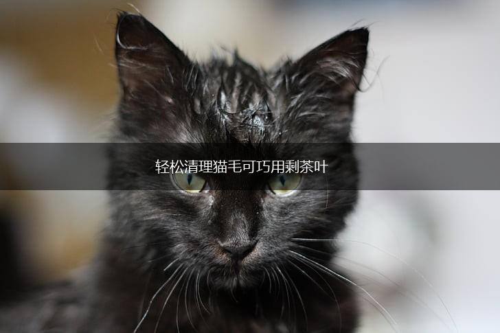 轻松清理猫毛可巧用剩茶叶,第1张