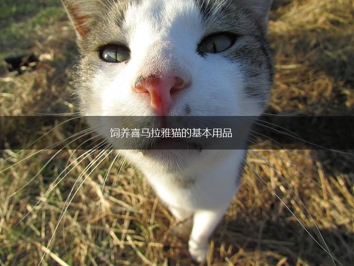 饲养喜马拉雅猫的基本用品,第1张