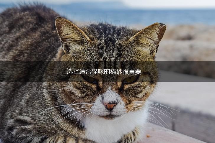 选择适合猫咪的猫砂很重要,第1张