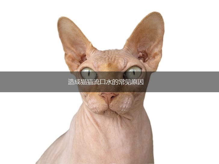 造成猫猫流口水的常见原因,第1张