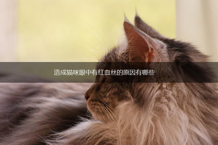 造成猫咪眼中有红血丝的原因有哪些,第1张